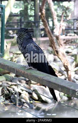 Les femelles de Cockatoos noirs à queue rouge (Calyptorhynchus banksii) ont des taches jaunes sur le visage et les ailes : (pix Sanjiv Shukla) Banque D'Images