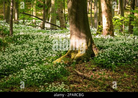 Belle forêt de printemps avec des charges d'ail sauvage (Allium ursinum) sur le plancher de la forêt, Ith-HiLS-Weg, Ith, Weserbergland, Allemagne Banque D'Images