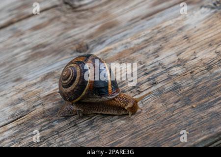 Gros plan de l'escargot de jardin (Helix aspersa) sur parquet. Vue latérale. Banque D'Images