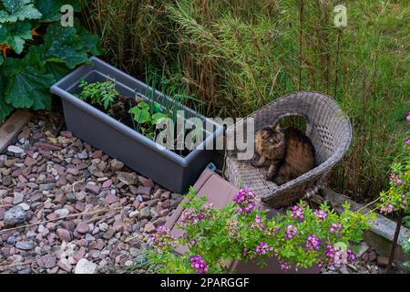 Grand chat assis sur une chaise en osier dans le jardin. Vue de dessus. Banque D'Images