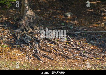 Racines ramifiées curly d'un vieux arbre Banque D'Images