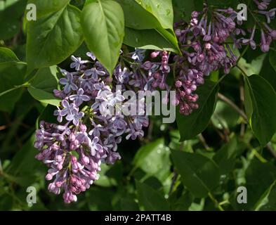 Les fleurs violettes de l’arbuste lilas, Syringa vulgaris ‘Président Lincoln’, fleurissent à la fin du printemps, au début de l’été, sur un fond naturel de feuilles vertes Banque D'Images