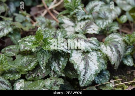 Gros plan naturel sur l'afs peint en argent de l'Archange jaune à fleurs du début du printemps, Lamium galeobdogon, Lamium galeobdogon Banque D'Images