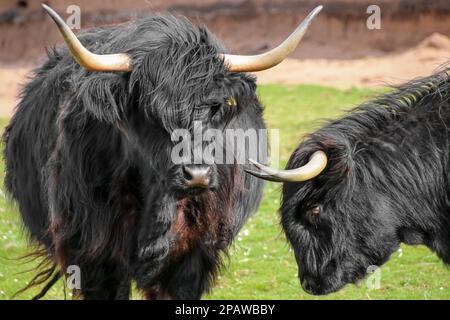 Deux bovins Black Galloway jouant ensemble en écosse Banque D'Images