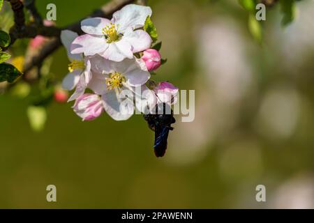 motif abeille noire sur les feuilles Banque D'Images