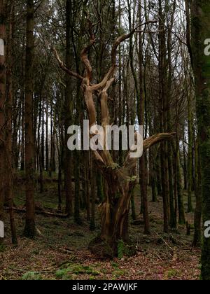 Arbre mort, au milieu d'une forêt, avec quelques épiphytes poussant dessus, majestueux dans la carie. Banque D'Images