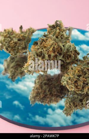 Les bourgeons de cannabis séchés en gros plan se trouvent sur un miroir dans lequel se reflète un ciel nuageux. Sur fond rose, photo verticale Banque D'Images