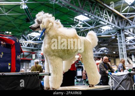 Birmingham, Royaume-Uni. 12 mars 2023. Un chien standard sur sa table de toilettage le dernier jour de Crufts 2023 au NEC à Birmingham au Royaume-Uni. ©Jon Freeman/Alay Live News Banque D'Images