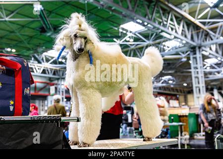 Birmingham, Royaume-Uni. 12 mars 2023. Un chien standard sur sa table de toilettage le dernier jour de Crufts 2023 au NEC à Birmingham au Royaume-Uni. ©Jon Freeman/Alay Live News Banque D'Images