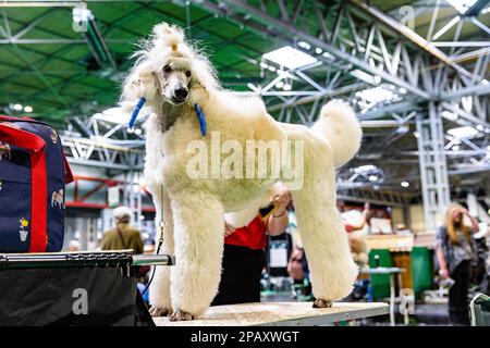 Birmingham, Royaume-Uni. 12 mars 2023. Un chien standard sur sa table de toilettage le dernier jour de Crufts 2023 au NEC à Birmingham au Royaume-Uni. ©Jon Freeman/Alay Live News Banque D'Images