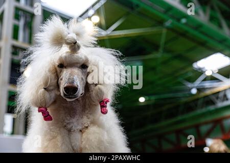 Birmingham, Royaume-Uni. 12 mars 2023. Un chien standard sur sa table de toilettage le dernier jour de Crufts 2023 au NEC à Birmingham au Royaume-Uni. ©Jon Freeman/Alay Live News Banque D'Images