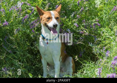 Portrait d'un chien Basenji mûr, à l'ombre de fleurs sauvages et souriant avec confort Banque D'Images
