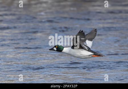 Un canard d'oeil-de-lac mâle survolé la rivière des Outaouais au Canada Banque D'Images