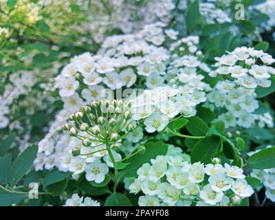 Van Houttes spiraea - Nom latin - Spiraea x vanhouttei. Arbuste à fleurs printanières avec de nombreuses fleurs blanches - Spirea Spiraea cantoniensis. Également appelé Re Banque D'Images