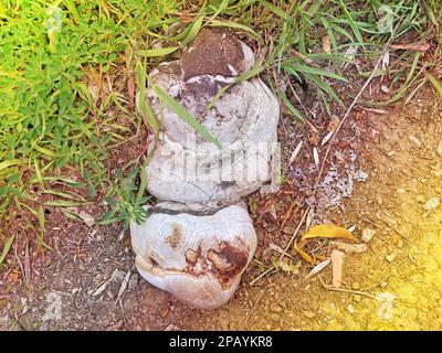 Ce champignon est appelé Fomes fomentarius mais est mieux connu sous le nom de champignon Tinder parce qu'il a été utilisé bricoler pour faire feu Banque D'Images