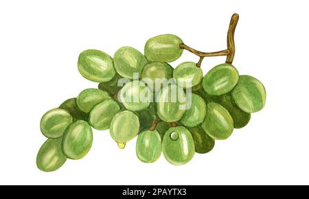 Raisin vert aquarelle isolé sur fond blanc. Illustration des fruits frais humides. Illustration parfaite pour le vin design. Banque D'Images