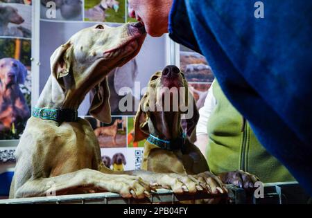 Birmingham, Royaume-Uni. 11th mars 2023. Deux Weimaraners s'affichent le troisième jour de Crufts. Connu comme l'un des plus grands spectacles canins du monde, Crufts, l'événement annuel de quatre jours retourne à Birmingham, en Angleterre centrale, en 2023. Le salon international des chiens se tient au National Exhibition Centre de Birmingham. Crédit : SOPA Images Limited/Alamy Live News Banque D'Images