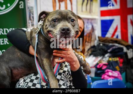 Birmingham, Royaume-Uni. 11th mars 2023. Stand Bull Terrier s'affichant le troisième jour de Crufts. Connu comme l'un des plus grands spectacles canins du monde, Crufts, l'événement annuel de quatre jours retourne à Birmingham, en Angleterre centrale, en 2023. Le salon international des chiens se tient au National Exhibition Centre de Birmingham. (Photo de Jasmine Leung/SOPA Images/Sipa USA) crédit: SIPA USA/Alay Live News Banque D'Images