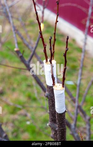 Greffe d'arbres fruitiers à l'aide de la méthode de fractionnement. Les boutures sont greffées sur une branche d'arbre. Fruits dans le jardin. Banque D'Images