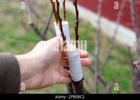 Un jardinier couvre un arbre coupé avec des boutures greffées avec de la cire de verger protectrice le jour du printemps dans un verger. Banque D'Images