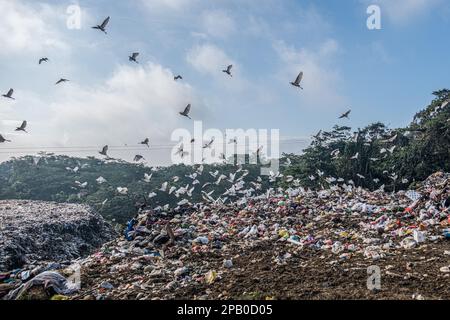 Kendari, Indonésie. 12th mars 2023. Des oiseaux qui mangent des ordures autour de la décharge de Puuwatu Kendari. Le gouvernement de la ville de Kendari, par l'intermédiaire du Service de l'environnement et des forêts (DLHK), a noté une augmentation de la production de déchets dans la ville de Kendari, atteignant 290 tonnes par jour. ce chiffre a augmenté d'environ 30 tonnes par rapport à l'année précédente. Crédit : SOPA Images Limited/Alamy Live News Banque D'Images