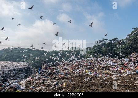 Kendari, Indonésie. 12th mars 2023. Des oiseaux qui mangent des ordures autour de la décharge de Puuwatu Kendari. Le gouvernement de la ville de Kendari, par l'intermédiaire du Service de l'environnement et des forêts (DLHK), a noté une augmentation de la production de déchets dans la ville de Kendari, atteignant 290 tonnes par jour. ce chiffre a augmenté d'environ 30 tonnes par rapport à l'année précédente. (Photo par Andry Denisah/SOPA Images/Sipa USA) crédit: SIPA USA/Alay Live News Banque D'Images