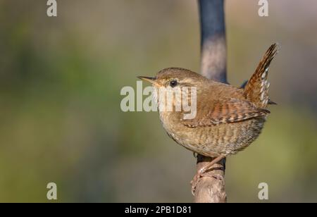 Wren eurasien minimaliste (troglodytes troglodytes) perchée sur une branche verticale avec un fond lisse Banque D'Images