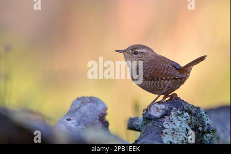 Wren eurasien (troglodytes troglodytes) grand posant sur une souche Banque D'Images