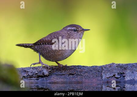 Brave wren eurasien (troglodytes troglodytes) marche sur branche près d'un étang d'eau le matin doux Banque D'Images