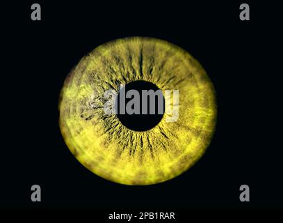 Œil humain à iris jaune. Pupille colorée en macro sur fond noir Banque D'Images