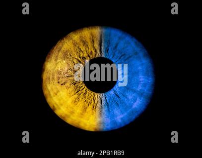 Bleu et jaune humain comme l'oeil de l'iris de l'Ukraine. Pupille colorée en macro sur fond noir Banque D'Images