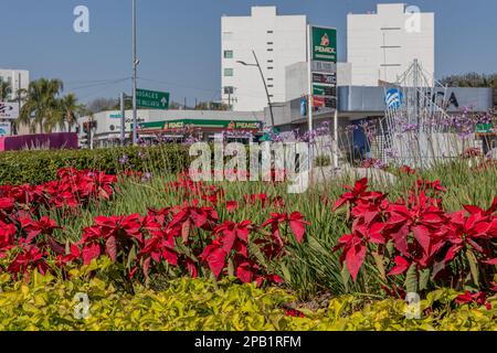 Guadalajara, Jalisco Mexique. 8 janvier 2023. Fleurs de poinsettia rouge décorant la Glorieta Minerva, paysage urbain en arrière-plan, palmiers et bâtiment Banque D'Images