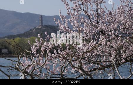 Pékin, Chine. 12th mars 2023. Des fleurs de pêche en fleurs sont vues au Palais d'été de Pékin, capitale de la Chine, 12 mars 2023. Crédit: Li Xin/Xinhua/Alay Live News Banque D'Images