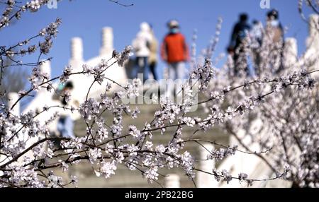 Pékin, Chine. 12th mars 2023. Des fleurs de pêche en fleurs sont vues au Palais d'été de Pékin, capitale de la Chine, 12 mars 2023. Crédit: Li Xin/Xinhua/Alay Live News Banque D'Images