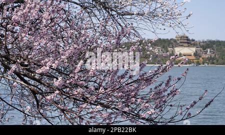Pékin, Chine. 12th mars 2023. Des fleurs de pêche en fleurs sont vues au Palais d'été de Pékin, capitale de la Chine, 12 mars 2023. Crédit: Li Xin/Xinhua/Alay Live News Banque D'Images