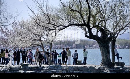 Pékin, Chine. 12th mars 2023. Les touristes voient des fleurs fleuries au Palais d'été de Pékin, capitale de la Chine, 12 mars 2023. Crédit: Li Xin/Xinhua/Alay Live News Banque D'Images
