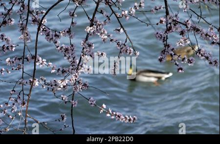 Pékin, Chine. 12th mars 2023. Des fleurs de pêche en fleurs sont vues au Palais d'été de Pékin, capitale de la Chine, 12 mars 2023. Crédit: Li Xin/Xinhua/Alay Live News Banque D'Images