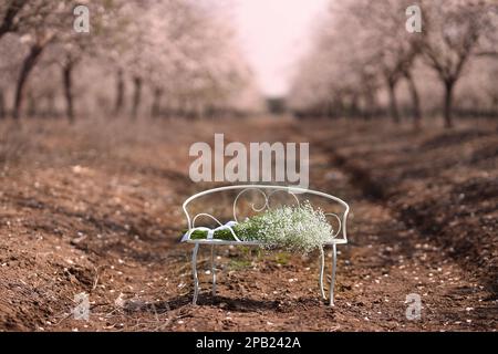 L'étonnante floraison des amandes en Israël Banque D'Images