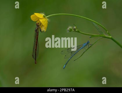 Grande mouche rouge (Pyrrhhosoma nymphula) et mouche azur (Coenagrion puella), reposant sur une coupe de beurre de prairie (Ranunculus acris), Dumfries, SW Scot Banque D'Images