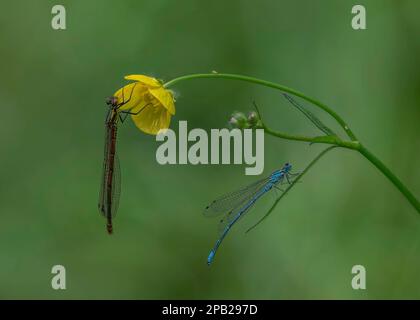 Grande mouche rouge (Pyrrhhosoma nymphula) et mouche azur (Coenagrion puella), reposant sur une coupe de beurre de prairie (Ranunculus acris), Dumfries, SW Scot Banque D'Images