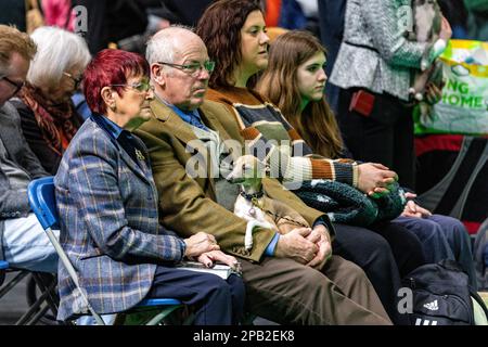 Birmingham, Royaume-Uni. 12 mars 2023. Un lévrier italien repose sur le tour de ses propriétaires le dernier jour de Crufts 2023 au NEC à Birmingham au Royaume-Uni. ©Jon Freeman/Alay Live News Banque D'Images