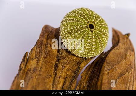 Coque d'oursin de mer assise sur un morceau de bois Banque D'Images