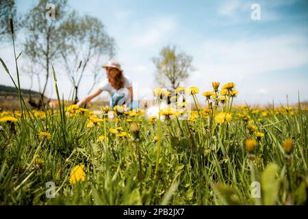 femme cueillant des fleurs de pissenlit jardin sauvage Banque D'Images