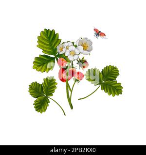 Maquis aux fraises à l'aquarelle avec baies et fleurs, avec coccinelle sur fond blanc. Illustration des aliments. La composition en baies est adaptée au pac Banque D'Images