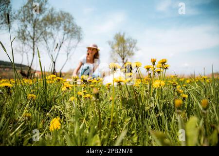 femme cueillant des fleurs de pissenlit jardin sauvage Banque D'Images