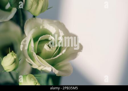 Eustoma grandiflorum fleur blanche en plein soleil, gros plan. Banque D'Images