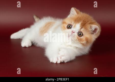 petit beau chaton rouge exotique sur un fond bordeaux dans le studio. La couleur du chaton persan est rouge avec du blanc Banque D'Images