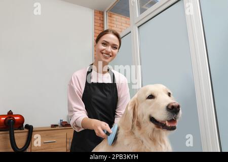 Tondeuse professionnelle brossant la fourrure du chien mignon dans le salon de beauté pour animaux de compagnie Banque D'Images