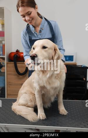 Tondeuse professionnelle brossant la fourrure du chien mignon dans le salon de beauté pour animaux de compagnie Banque D'Images