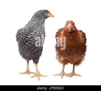 Deux magnifiques poulets différents sur fond blanc. Animaux domestiques Banque D'Images